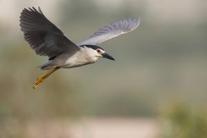 Nachtreiher im Flug