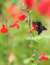 Holzbiene  (Xylocopa violacea)