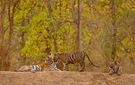 Tiger Weibchen mit Jungtieren