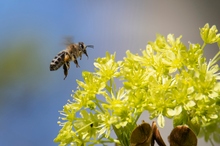 die Biene im Anflug...