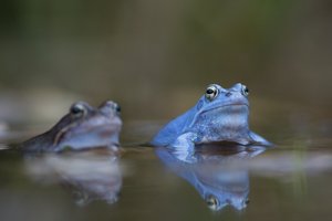 Moor- mit Grasfrosch