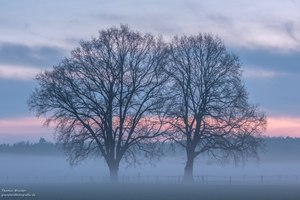 Zwillinge im Nebel