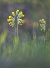 *Primula veris*