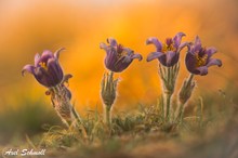 Pulsatilla