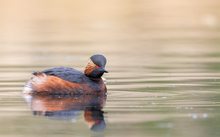 Schwarzhalstaucher (Podiceps nigricollis)