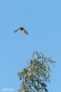 Zaunkönig im Flug ......