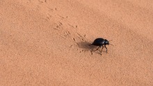 Käfer unterwegs