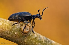 Schwarzblaue Ölkäfer (Meloe proscarabaeus)