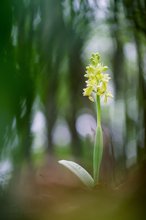 Orchis pallens