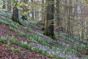 Endlich Frühling!