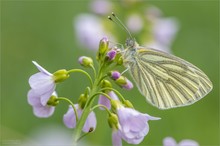 Rapsweissling im Wiesenschaum