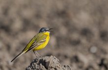 Wiesenschafstelze (Motacilla flava)