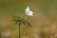 Anemone nemorosa