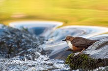 Für das Leben am Wasser perfektioniert