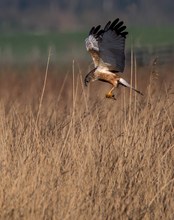 Nestbau bei den Rohrweihen