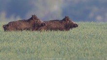 Schwarzwild im Acker