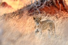 Afrikanischer Löwe - Panthera leo