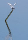 Der Mini - Fang der Flussseeschwalbe