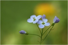 cardamine pratensis feat. taraxacum