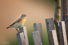 Braunkehlchen