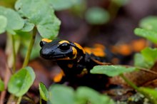 Feuersalamander (Salamandra salamandra) 1