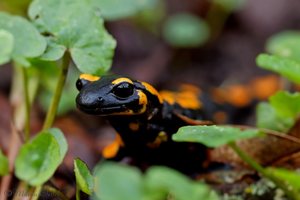 Feuersalamander (Salamandra salamandra) 1