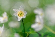 Frühling im Buchenwald