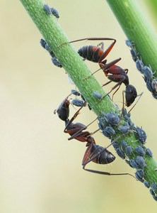 Ameisenzeit