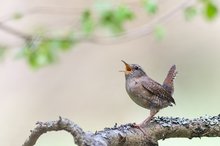 Sänger unter zartem Frühlingsgrün