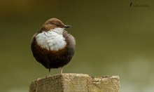 Wasseramsel ( Cinclus cinclus )