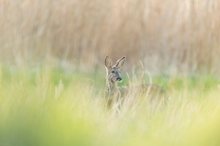 besonders zuverlässige Rehe