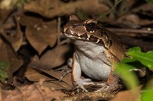 Leptodactylus savagei