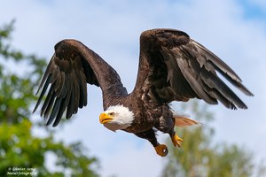 Leider nicht in freier Wildbahn..