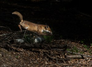 Der fliegende Fuchs