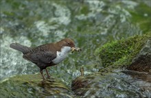 fleissige wasseramsel