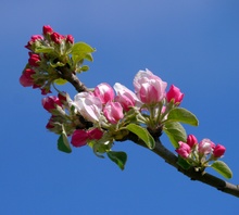 Kospen und Blüten am Apfelbaum ....