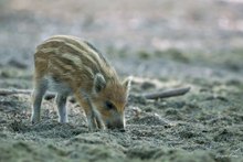 Nachwuchs im Wildpark