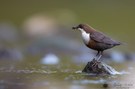 Wasserramsel mit Frühstück