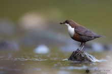 Wasserramsel mit Frühstück