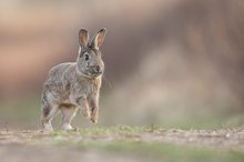 Wildkaninchen (Oryctolagus cuniculus)