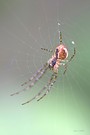 Spinne am Morgen