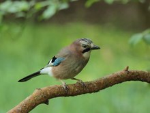 Eichelhäher im Frühling