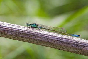 Kleine Pechlibelle