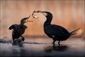 wer kriegt den Fisch