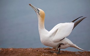 Basstölpel (Morus bassanus)