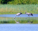 Die Vögel des Glücks zum "Spiegeltag"