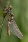 Falkenlibelle Schlupf (etwas heller bearbeitet)