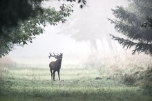 Rothirsch (Cervus elaphus) - Brunft