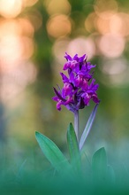 Dacytlorhiza sambucina