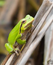 Europäische Laubfrosch